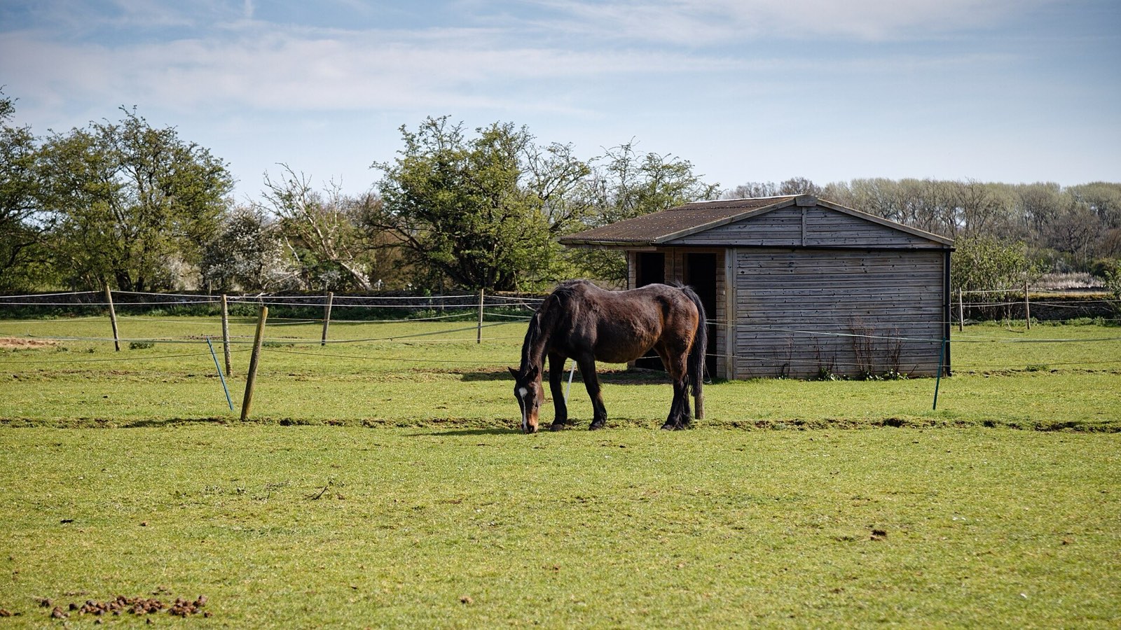 A horse grazing in a fenced paddock beside a wooden stable