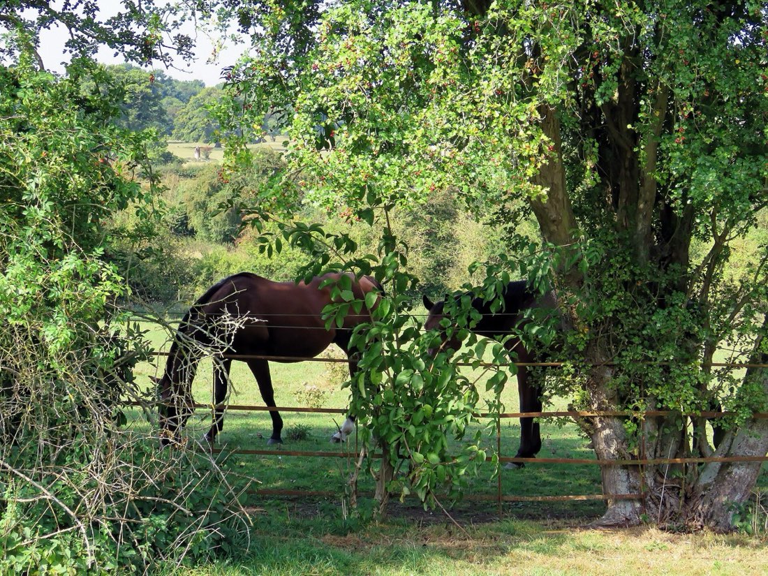 Horses standing in the shade of a tree in a fenced paddock