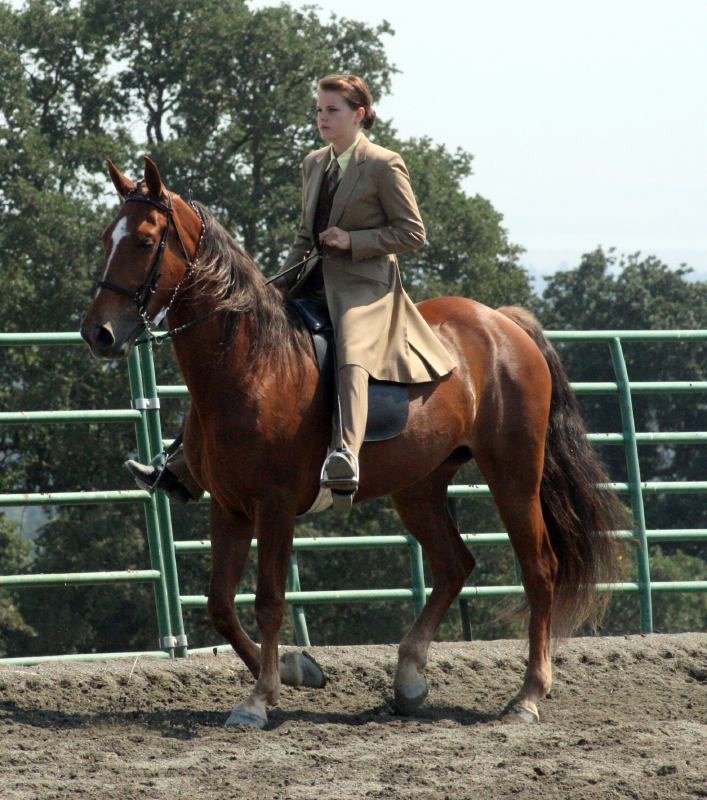A Tennessee Walking Horse
